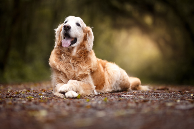 Vissen (20/02 – 20/03): een gepensioneerde hond