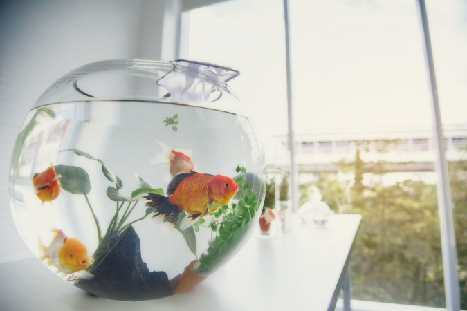 Maagd (24/08 – 23/09): een vis
