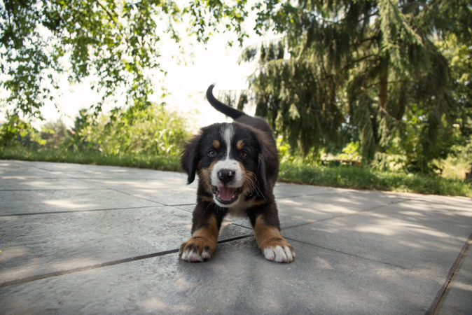 Ram (21/03 – 20/04): een puppy