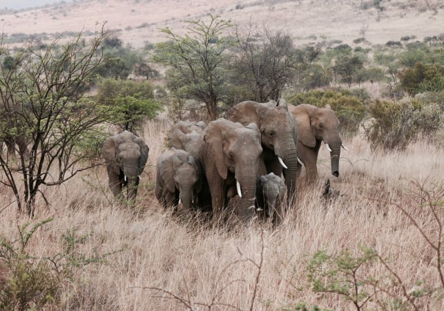 Big Five Marathon, Zuid-Afrika