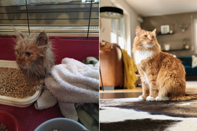 Cloë haalde de rosse kater Frey in huis