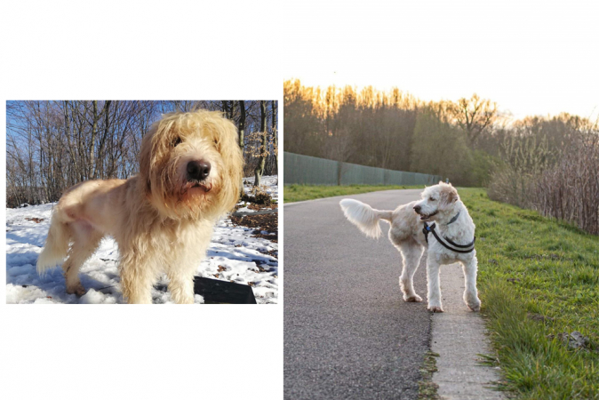 Jasmine vond haar adoptiehond Lily in Roemenië