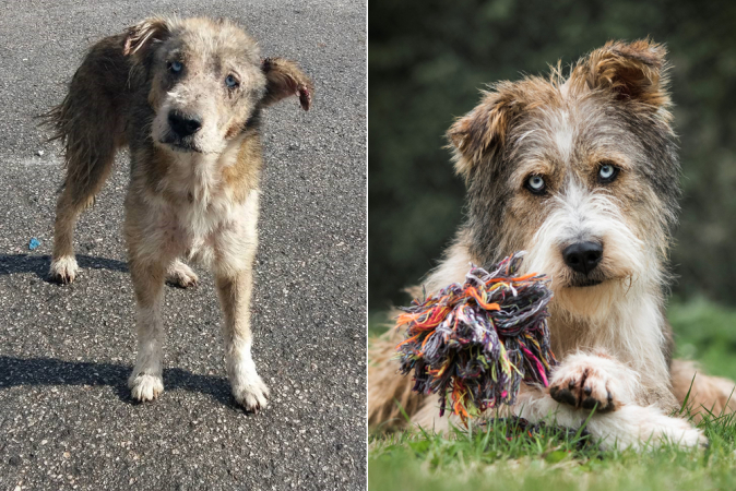 Sofie adopteerde Romeo via een organisatie in Griekenland