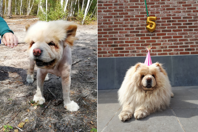 Sanne adopteerde Balou twee jaar geleden uit het asiel