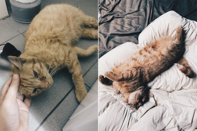 Charlotte en haar vriend kozen in 2018 voor de iets oudere kat Billie