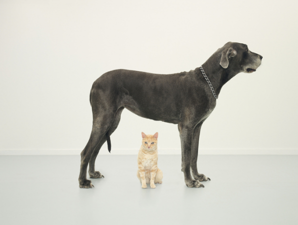 Préserver l’intimité de Minou
