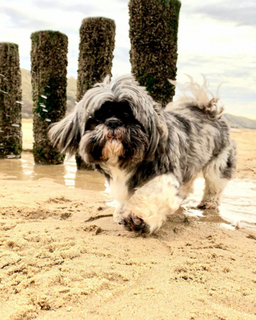 Toots (4)