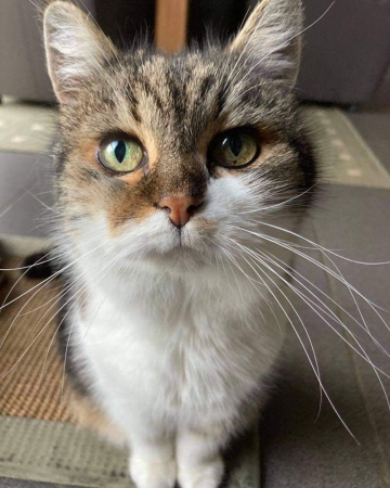 Chipie (17)