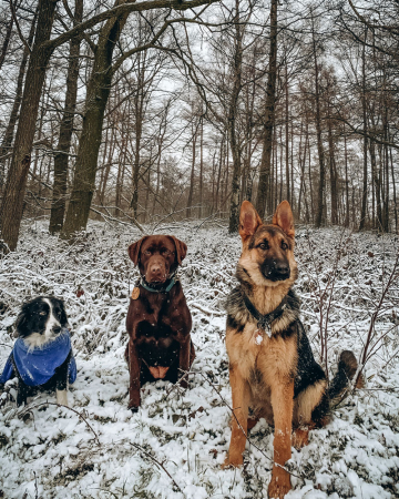 Sofia (bijna 2), Cleo (bijna 2) en Marie (7 maanden)