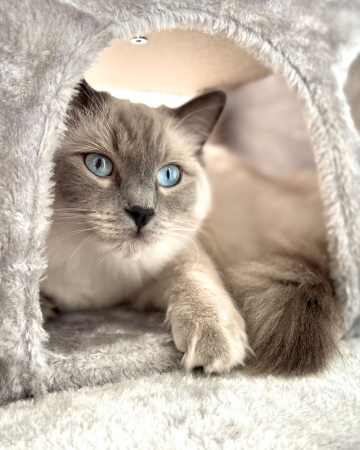 Mila (1,5)