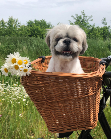 Olaf (5)