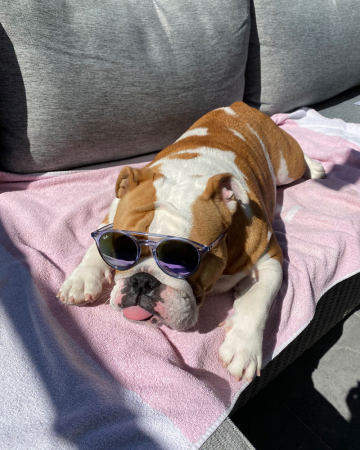 Rosie (2,5)