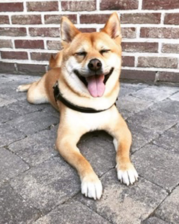 Simba (3)