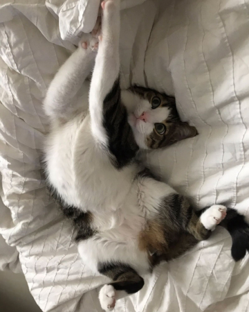 Kiwi (4)
