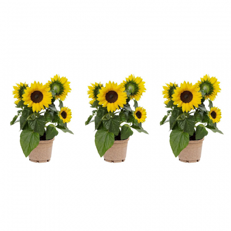 Set van drie potzonnebloemen