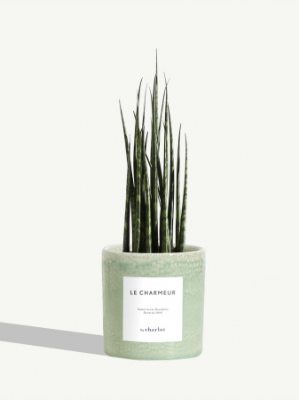 Un pot de plantes personnalisé