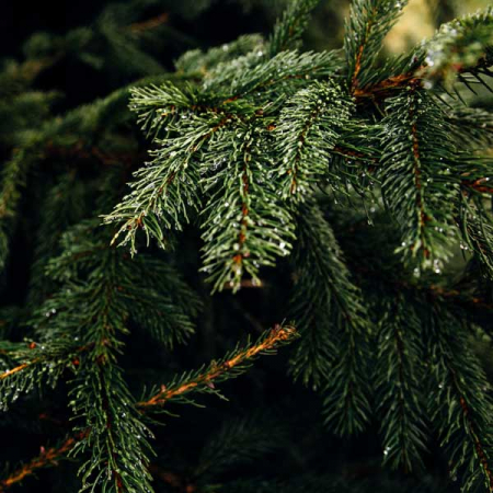 Kerstboom