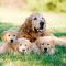 Le golden retriever