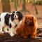 Le cavalier king-charles