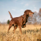 Le setter irlandais
