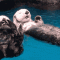 1. Otters houden elkaars handen vast wanneer ze slapen. Zo drijven ze niet uit elkaar.