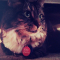 3. Katy Perry heeft een kat die Kitty Purry heet.