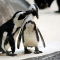 5. Pinguïns blijven hun leven lang bij dezelfde partner.
