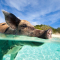 10. Er is een onbewoond eiland in de Bahama’s dat Pig Beach heet en waar de hele tijd varkentjes rondzwemmen.
