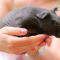 15. Wanneer je een cavia scheert, ziet hij er een beetje uit als een nijlpaardje.