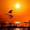 14. Le Delta du Danube, en Roumanie