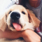 Bekijk schattige dierenfilmpjes op YouTube