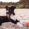 Adopter un chien