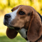 Boogschutter (23 november – 21 december): beagle