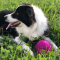 Maagd (24 augustus – 23 september): border collie