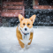 Stier (21 april – 21 mei): corgi