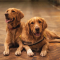 Steenbok (22 december – 20 januari): golden retriever