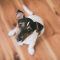 Tweelingen ( 22 mei – 21 juni): jack russell