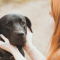 Leeuw (23 juli – 23 augustus): labrador retriever