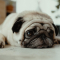 Kreeft (22 juni – 22 juli): pug