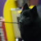 Schorpioen (24 oktober – 22 november): schipperke