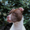 Weegschaal (24 september – 23 oktober): pitbull