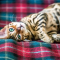 Leeuw (23/07 – 23/08): een Bengaalse kat