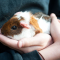 Steenbok (22/12 – 20/01): een huiscavia