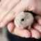 Stier (21/04 – 21/05): een hamster