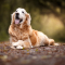 Vissen (20/02 – 20/03): een gepensioneerde hond