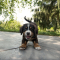 Ram (21/03 – 20/04): een puppy