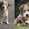 Sofie adopteerde Romeo via een organisatie in Griekenland