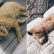 Charlotte en haar vriend kozen in 2018 voor de iets oudere kat Billie
