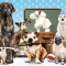 Hotel For Dogs