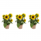 Set van drie potzonnebloemen